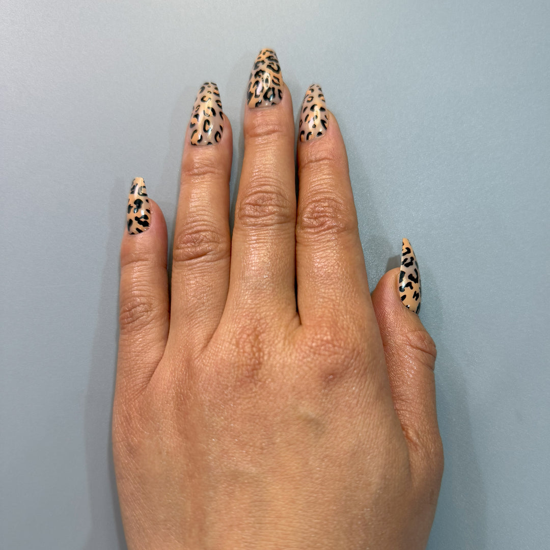 Leopard Roar